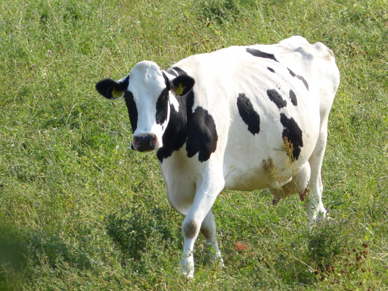 点击大图看下一张：草地上悠闲的奶牛图片