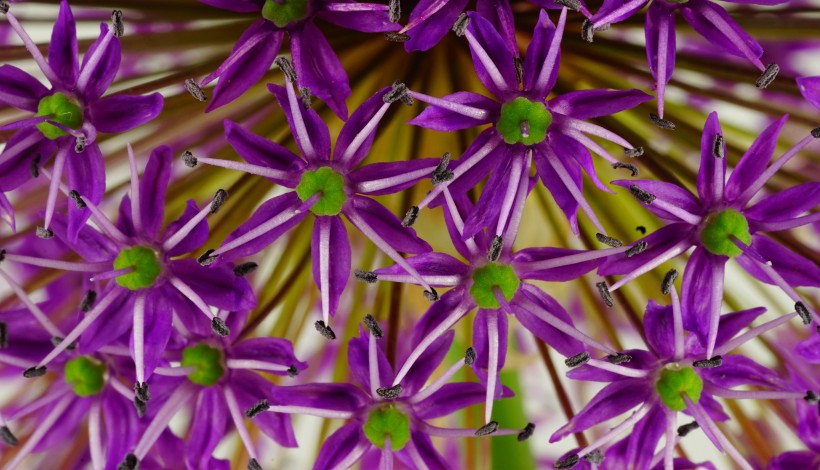 点击大图看下一张：紫色的观赏葱图片