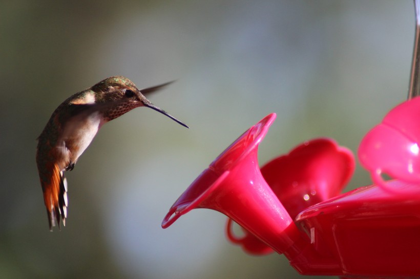 点击大图看下一张：玲珑小巧的蜂鸟图片