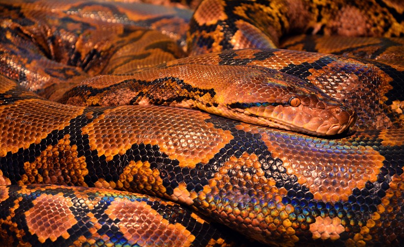 点击大图看下一张：冰冷危险的毒蛇图片