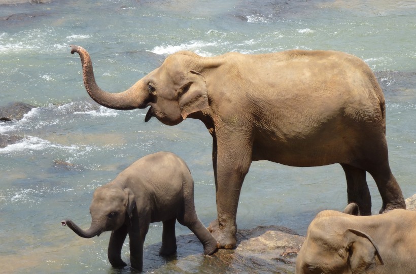 点击大图看下一张：走在一起的大象和小象图片
