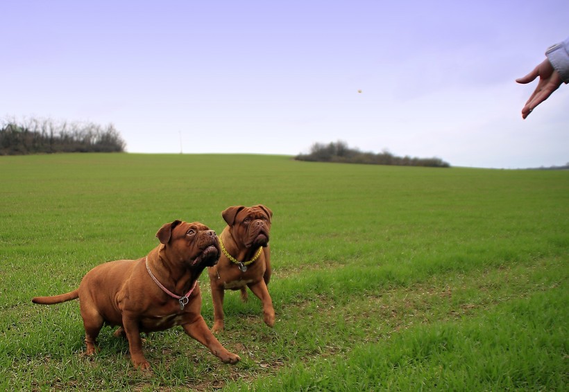 点击大图看下一张：在草地玩耍的波尔多犬图片