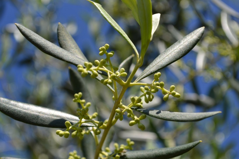 点击大图看下一张：树枝上的橄榄图片