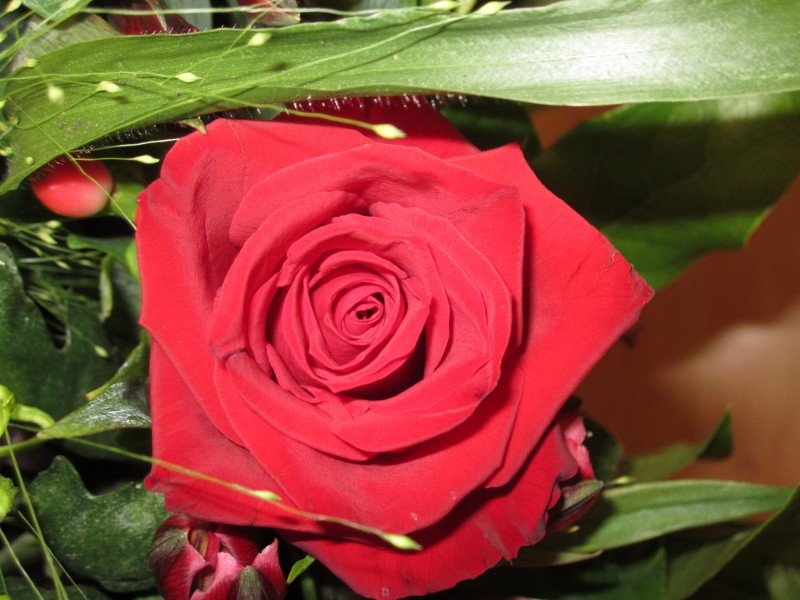 点击大图看下一张：鲜艳的红色玫瑰图片