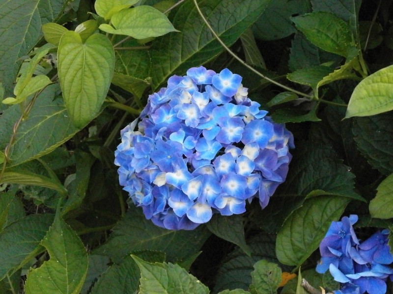 点击大图看下一张：蓝色的绣球花图片