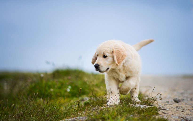 点击大图看下一张：可爱的金毛寻回犬幼犬图片