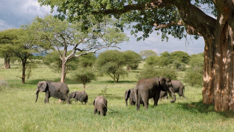 点击大图看下一张：草原上的大象图片