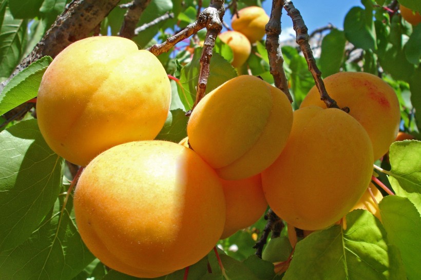 点击大图看下一张：夏季成熟的杏子图片