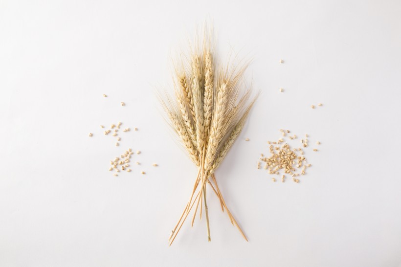 点击大图看下一张：麦子和麦穗图片