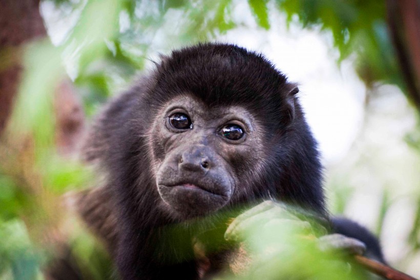 点击大图看下一张：可爱的黑色猴子图片