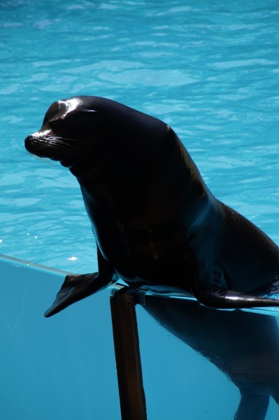 点击大图看下一张：一只可爱的海狮图片