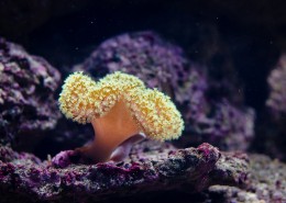 深海里的珊瑚图片_11张