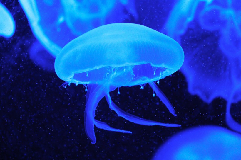 点击大图看下一张：深海的蓝色水母图片