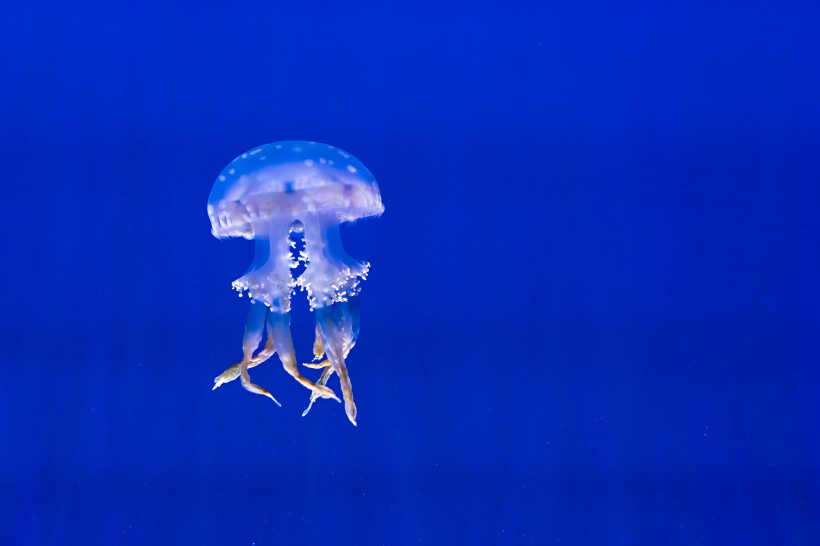 点击大图看下一张：深海的蓝色水母图片