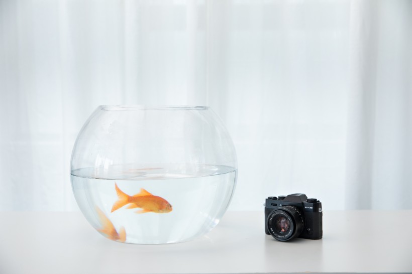 点击大图看下一张：鱼缸里的金鱼图片