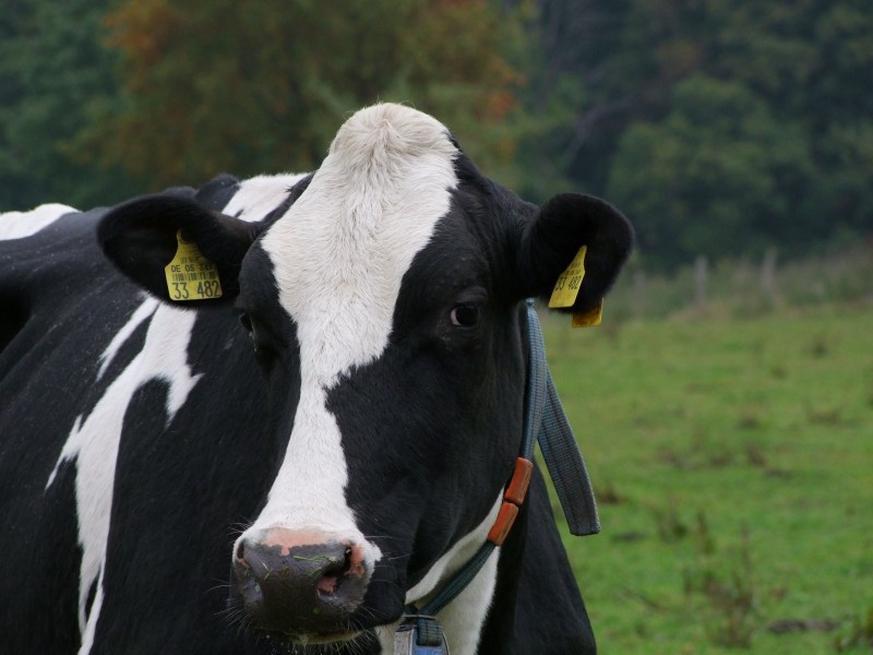 点击大图看下一张：牧场里的奶牛图片