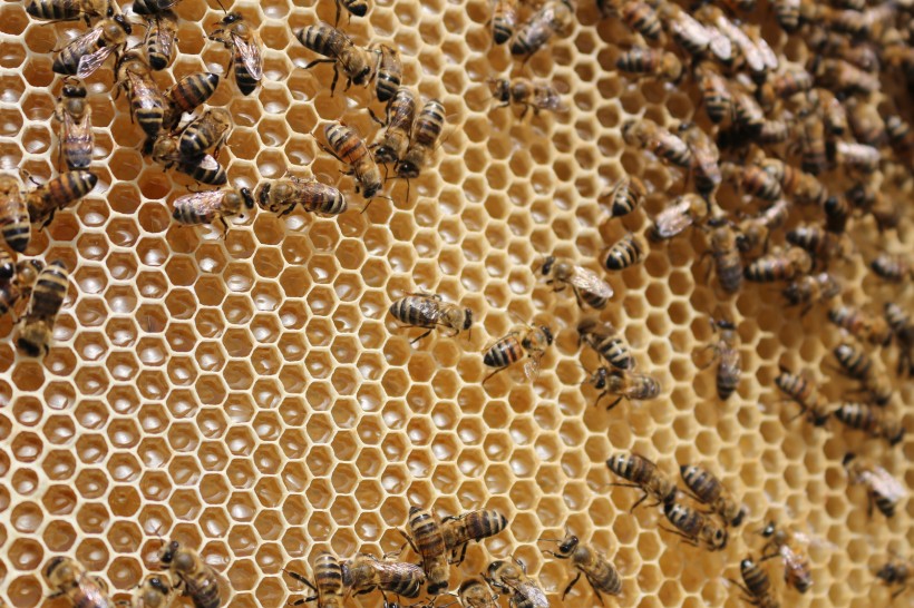 点击大图看下一张：蜂巢上蜜蜂图片