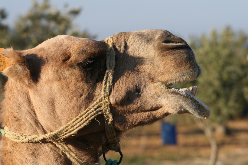点击大图看下一张：骆驼头部图片