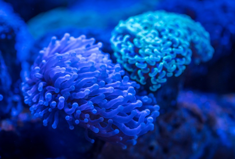 点击大图看下一张：深海里的珊瑚图片