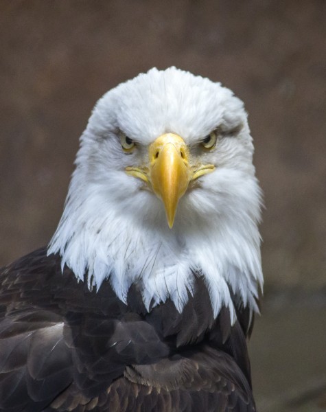 点击大图看下一张：目光锐利的老鹰头部特写图片 