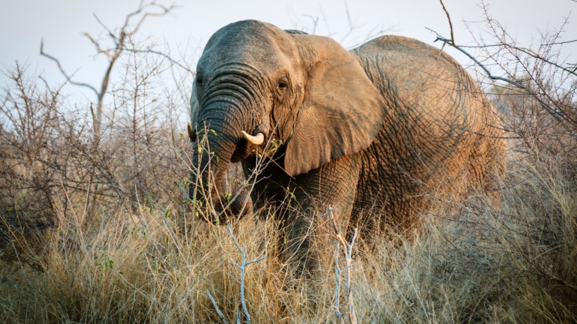 点击大图看下一张：草原上的大象图片