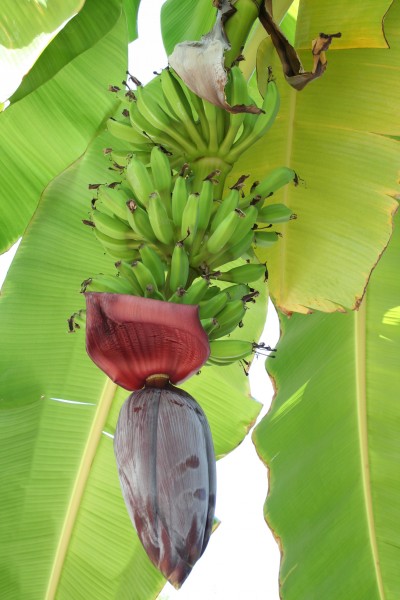 点击大图看下一张：未成熟的绿色香蕉图片
