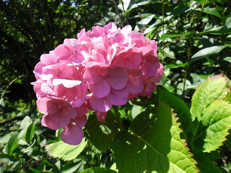 点击大图看下一张:粉红色的绣球花图片