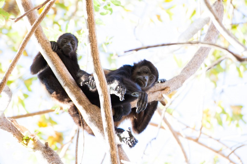 点击大图看下一张：可爱的黑色猴子图片