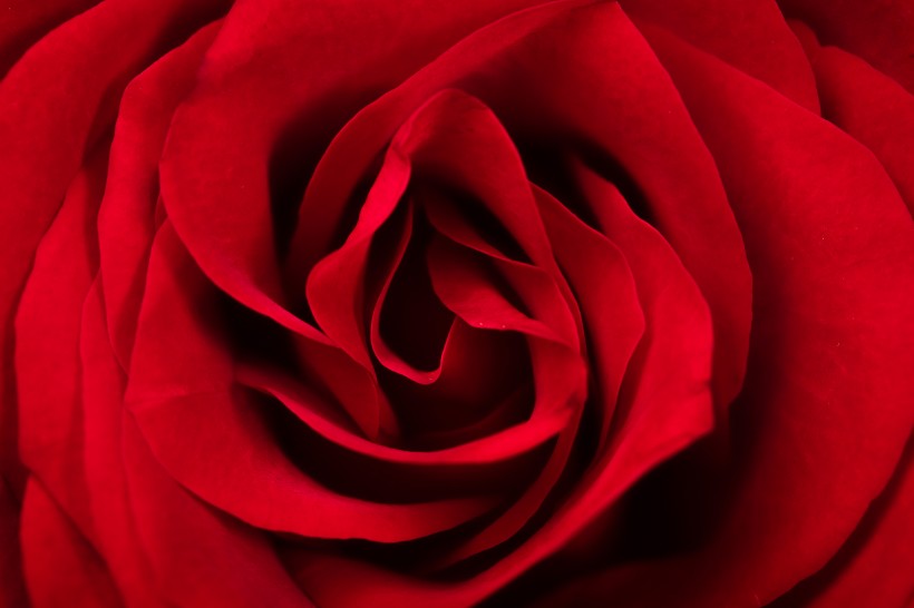 点击大图看下一张：红色玫瑰花图片
