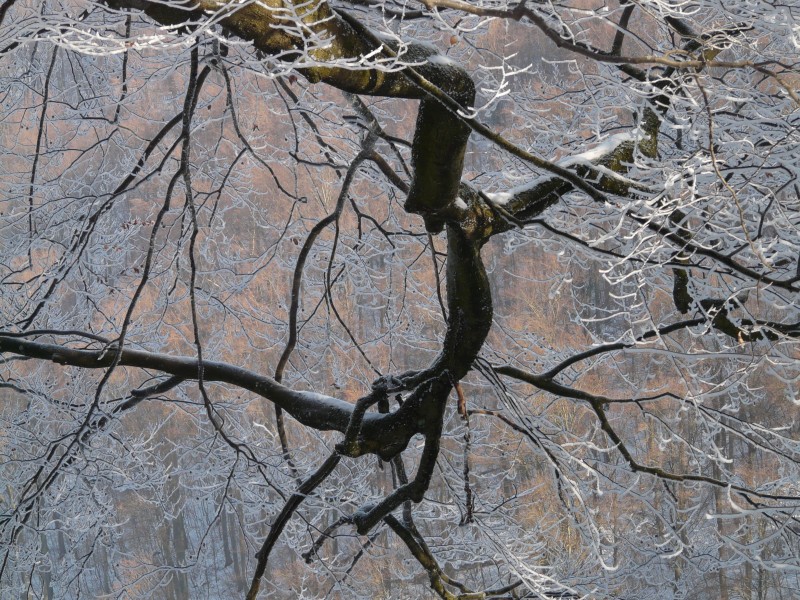 点击大图看下一张：结霜的树枝图片