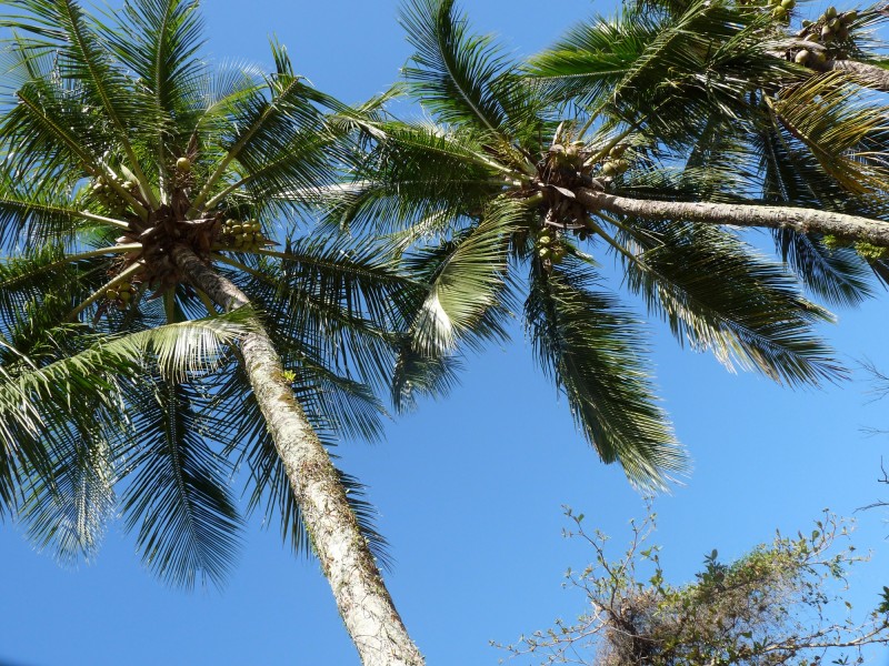 点击大图看下一张：常绿乔木椰子树图片