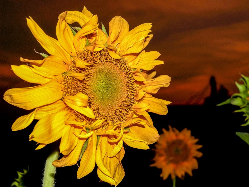 点击大图看下一张：绽放的向日葵花图片