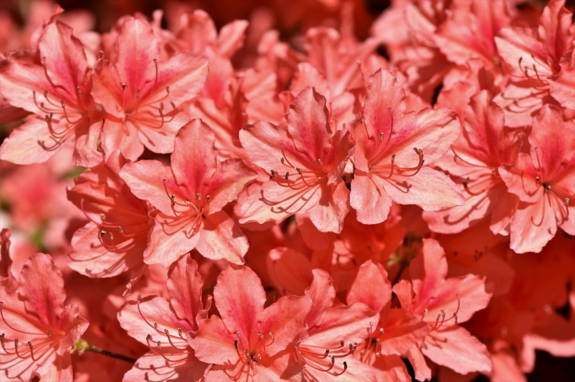 点击大图看下一张：盛开的杜鹃花图片