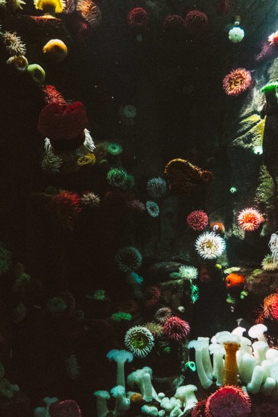 点击大图看下一张：深海里的珊瑚图片