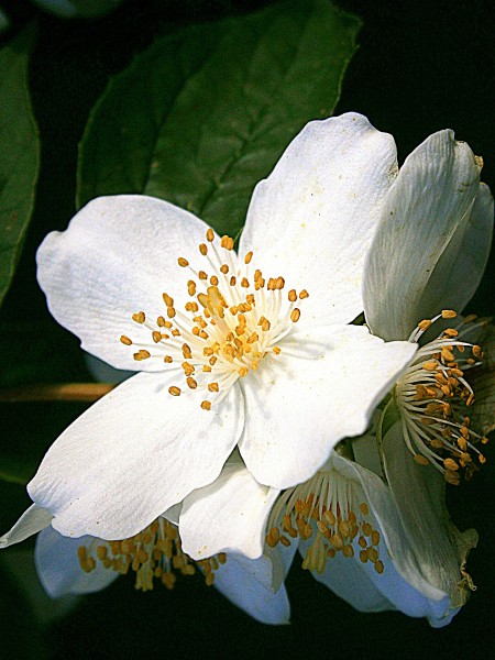 点击大图看下一张：清新淡雅的茉莉花图片