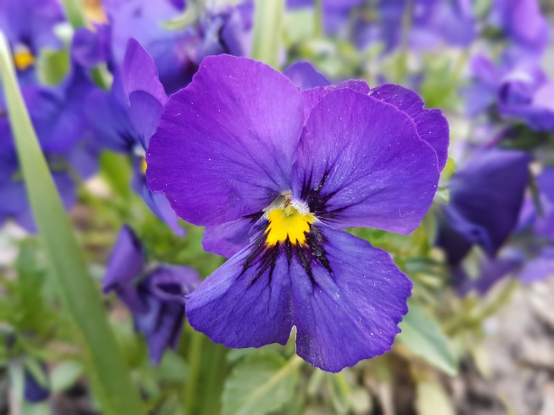 点击大图看下一张：盛开的紫罗兰图片