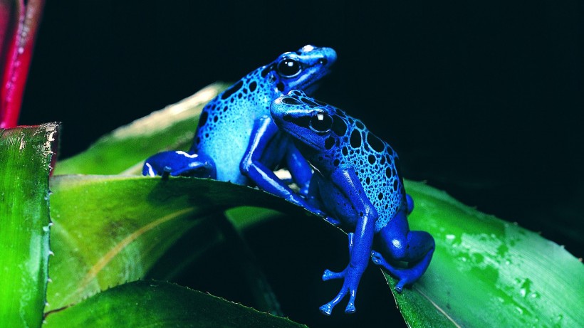 点击大图看下一张：色彩鲜艳的青蛙图片