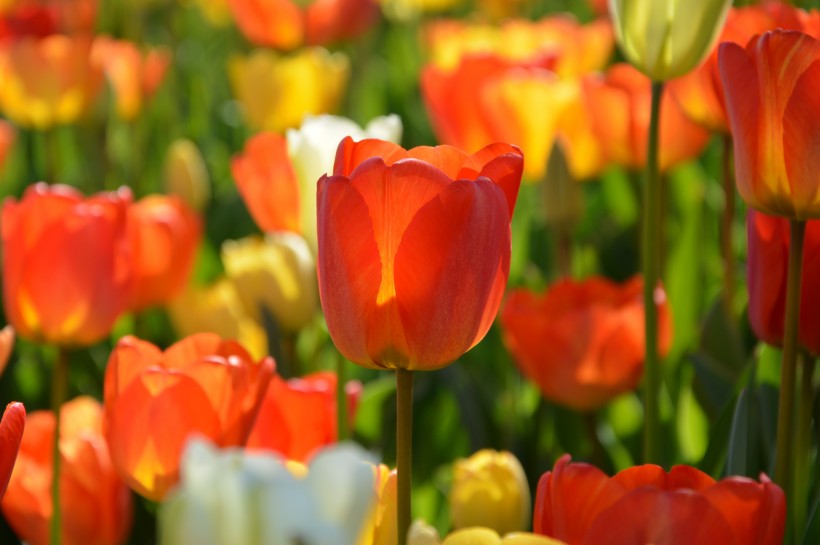 点击大图看下一张：热烈开放的火红郁金香图片