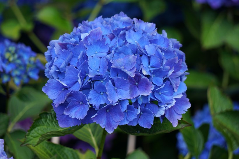 点击大图看下一张：蓝色的绣球花图片