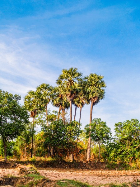 点击大图看下一张：热带椰树图片
