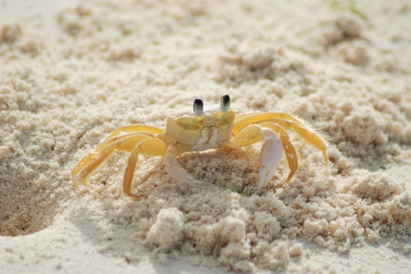 点击大图看下一张：沙滩上的螃蟹图片