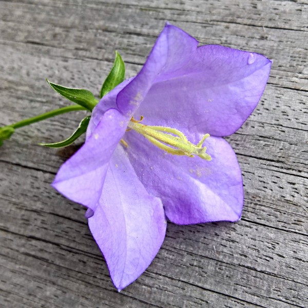 点击大图看下一张：盛开的紫色桔梗花图片