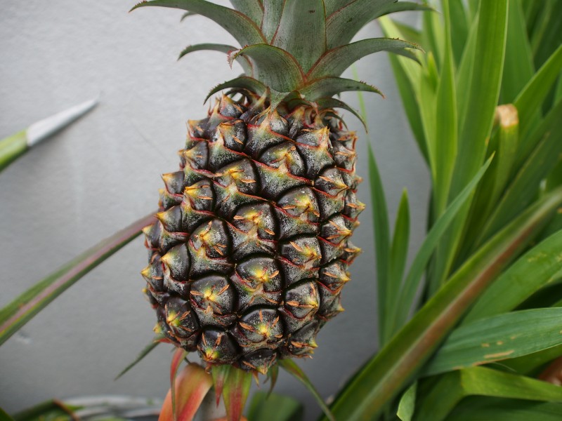 点击大图看下一张：酸甜可口的菠萝图片