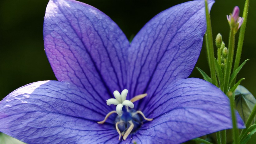 点击大图看下一张：蓝紫色的桔梗花图片