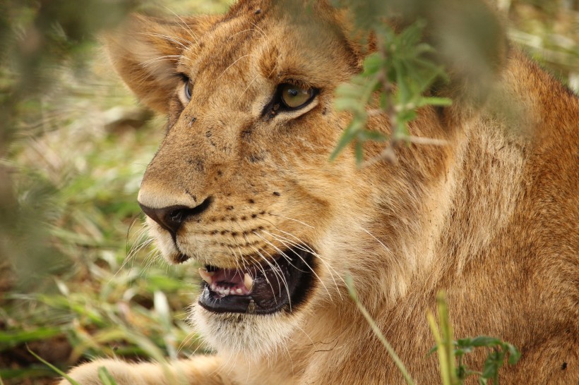 点击大图看下一张：野生的母狮子图片