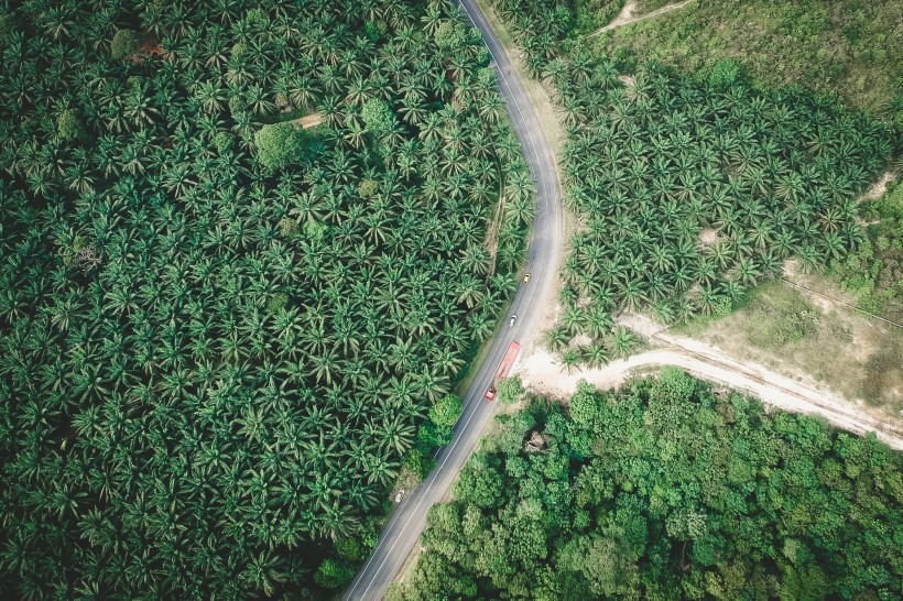 点击大图看下一张：树林里的公路图片