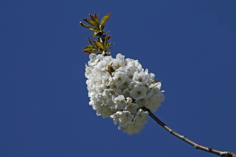 点击大图看下一张：香气扑鼻的白梅花图片
