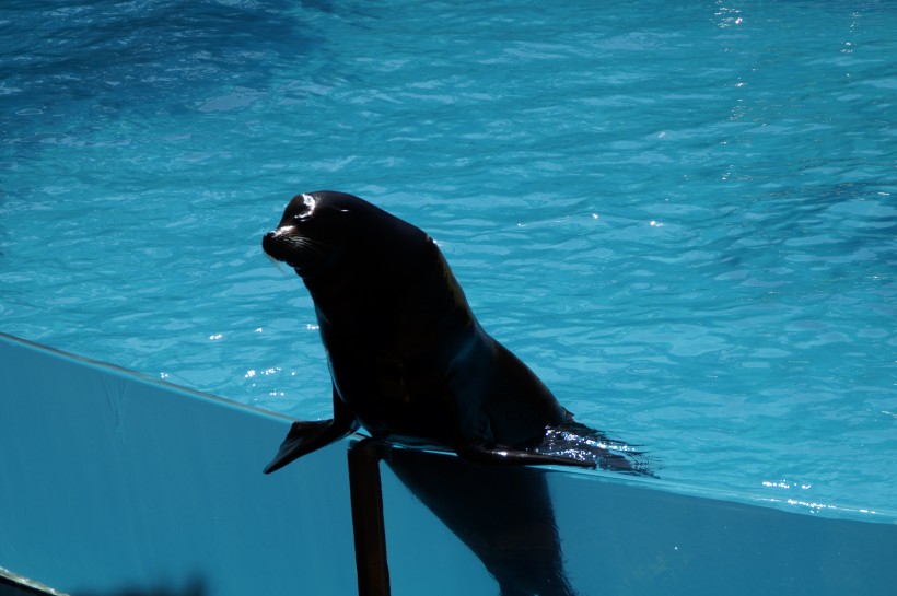 点击大图看下一张：一只可爱的海狮图片