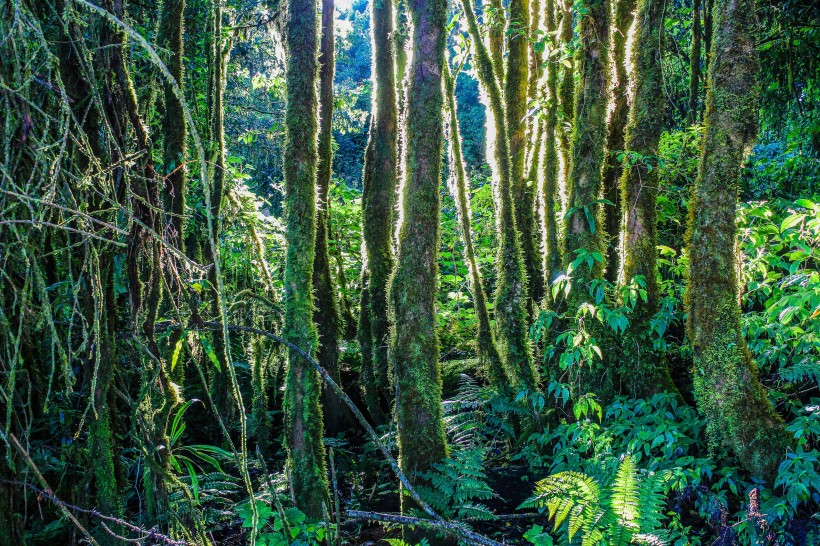 点击大图看下一张：热带雨林图片