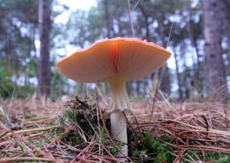 生长在地上的一只蘑菇图片_15张